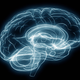 Illustration for article titled Your Old Brain Is Too Full to Learn Anything New, So Go Ahead and Call It a Day